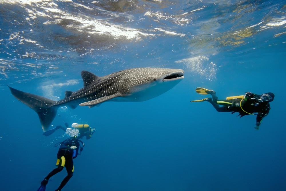 whale shark experience in Zanzibar 